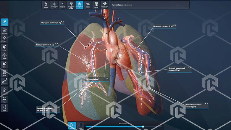 Интерактивный трёхмерный атлас анатомии человека "PL-Anatomy" версия Ultra Light (Сверхлегкий) 