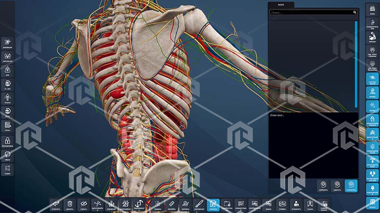 Интерактивный трёхмерный атлас анатомии человека "PL-Anatomy" версия Ultra Light (Сверхлегкий) 